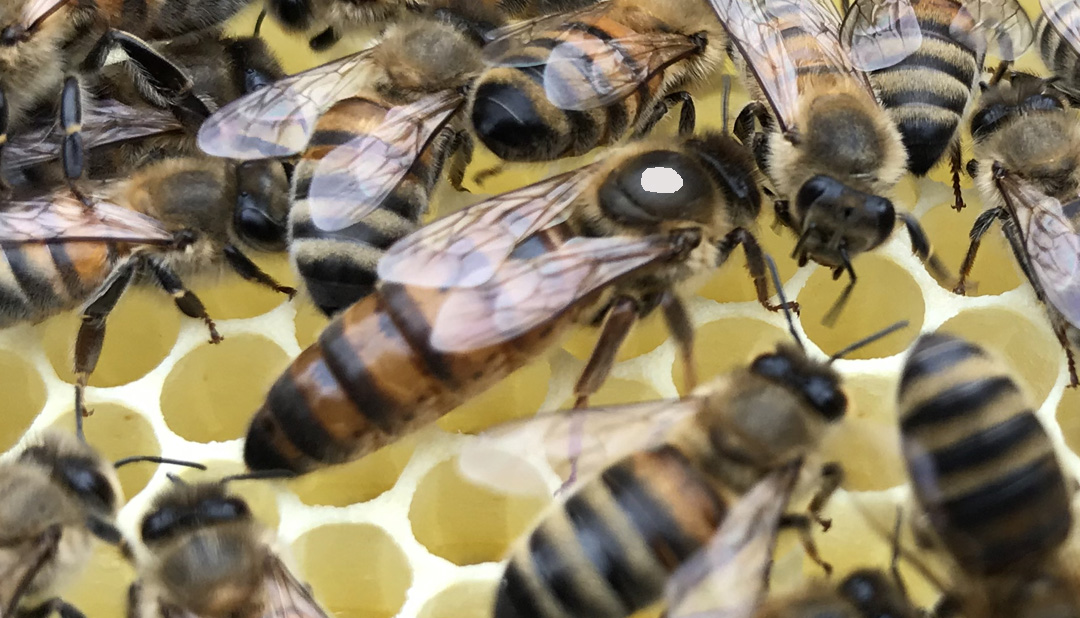 Forstyrre skrue forbundet Dronninger fra Ellum Biavl - Kvalitets buckfast honningbi