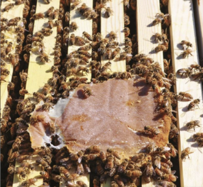 Ultra bee I bifamilien